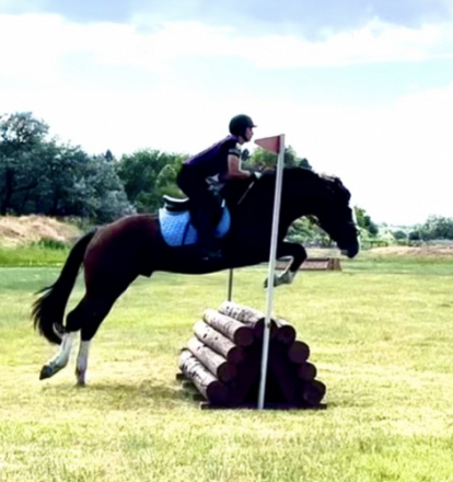 HorseID: 2295910 Thunderhoof's Gemma - PhotoID: 1075923