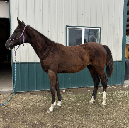 HorseID: 2295910 Thunderhoof's Gemma - PhotoID: 1075924