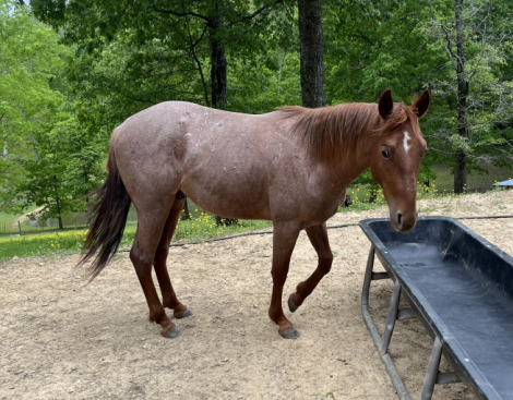 HorseID: 2296022 PEPTOS LITTLE BROW - PhotoID: 1076175