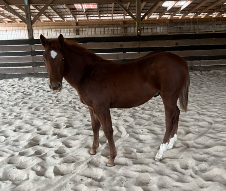 HorseID: 2296025 CATTODRIVE - PhotoID: 1076182