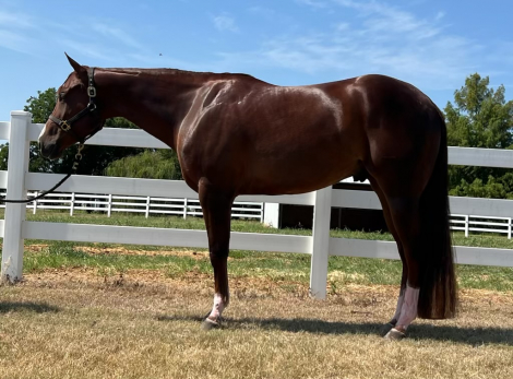 HorseID: 2296034 SD WICKED HOT CHIPS - PhotoID: 1076082