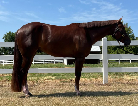 HorseID: 2296034 SD WICKED HOT CHIPS - PhotoID: 1076083