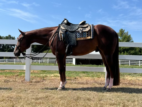 HorseID: 2296034 SD WICKED HOT CHIPS - PhotoID: 1076084