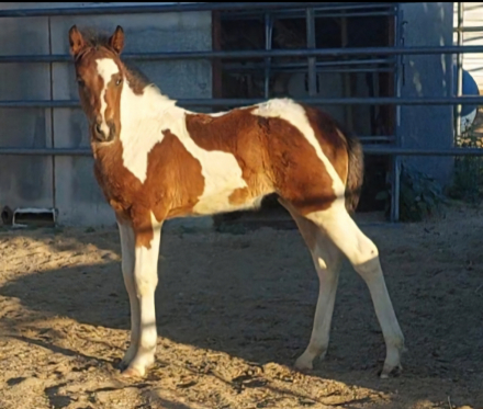 HorseID: 2296043 Pistol's Son of a Gun - PhotoID: 1076081