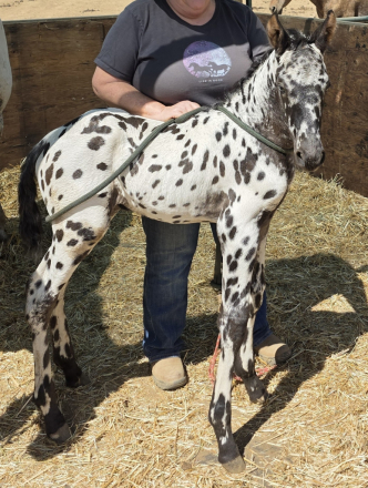 HorseID: 2296056 Tenmiles Twice as Epic - PhotoID: 1076103