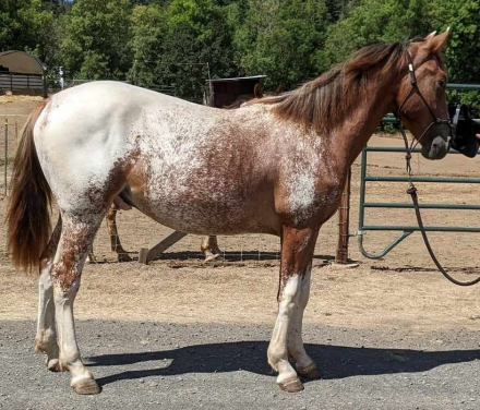 HorseID: 2296058 Tenmiles Straight Flush - PhotoID: 1076104