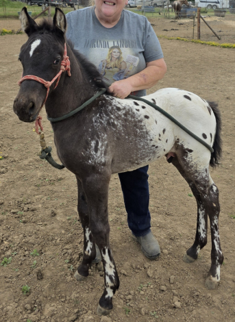 HorseID: 2296061 Tenmiles Spotted Knickers - PhotoID: 1076105