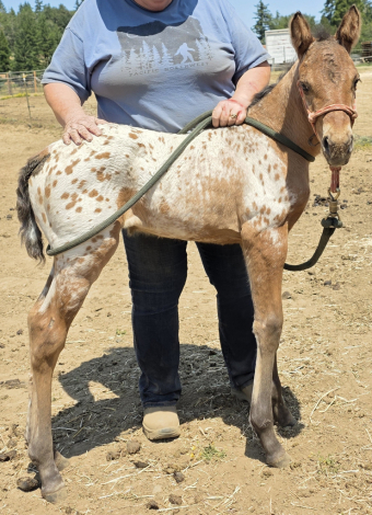 HorseID: 2296062 TMW Pusssycat Doll - PhotoID: 1076106