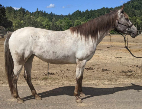 HorseID: 2296063 Tenmiles Stormy Finale - PhotoID: 1076107