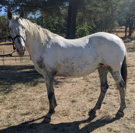 HorseID: 2296064 BCA Tofoz Dublspring - PhotoID: 1076108