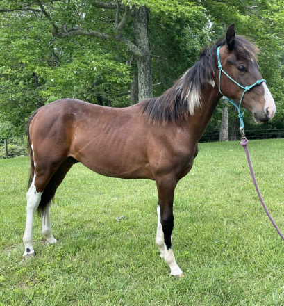 HorseID: 2296079 Huck - PhotoID: 1076125