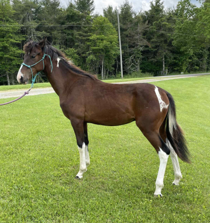 HorseID: 2296079 Huck - PhotoID: 1076126