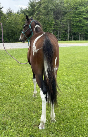 HorseID: 2296079 Huck - PhotoID: 1076127