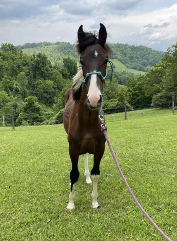 HorseID: 2296079 Huck - PhotoID: 1076128