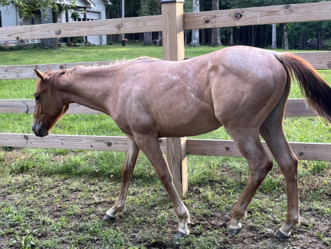HorseID: 2296100 MISS MAJESTIC MVP - PhotoID: 1099803