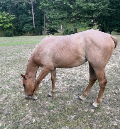 HorseID: 2296100 MISS MAJESTIC MVP - PhotoID: 1099804