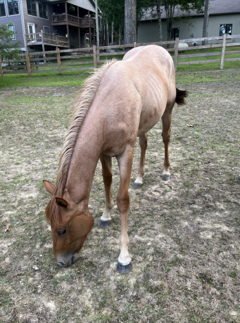 HorseID: 2296100 MISS MAJESTIC MVP - PhotoID: 1099805