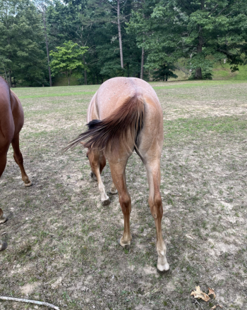 HorseID: 2296100 MISS MAJESTIC MVP - PhotoID: 1099806