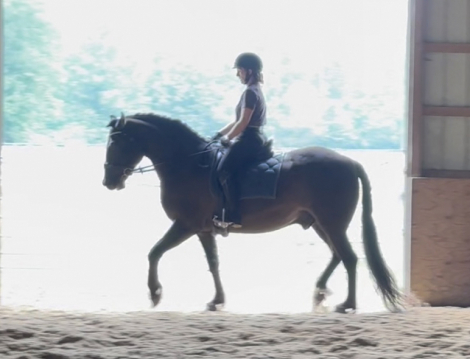 HorseID: 2296142 Cedar Rock Willows Ironside - PhotoID: 1076230