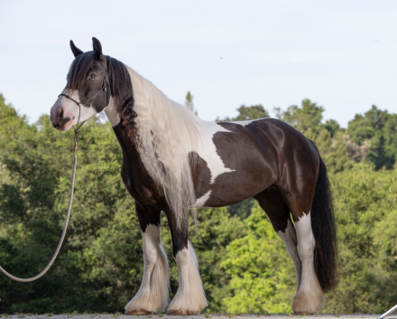 HorseID: 2296150 Kels & Kel Arya - PhotoID: 1077031