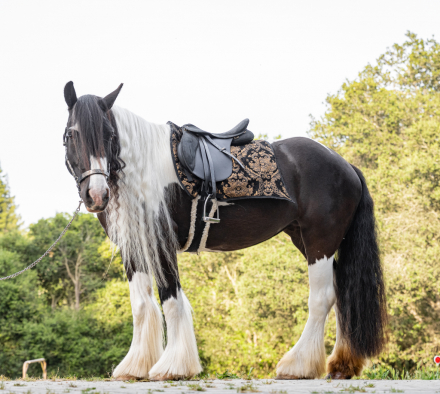 HorseID: 2296150 Kels & Kel Arya - PhotoID: 1077032