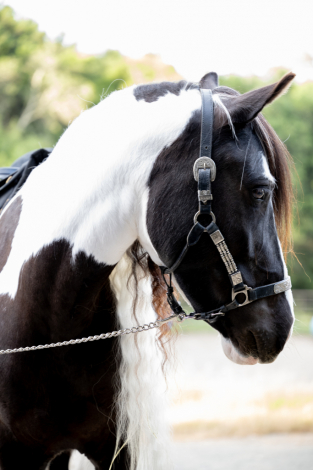 HorseID: 2296150 Kels & Kel Arya - PhotoID: 1077035