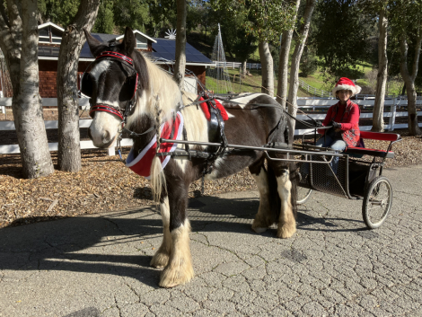 HorseID: 2296150 Kels & Kel Arya - PhotoID: 1077036