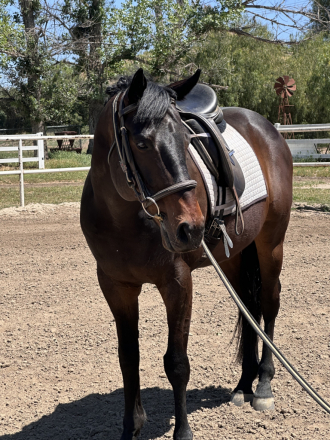 HorseID: 2296168 Freddy - PhotoID: 1076277