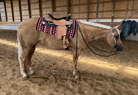 HorseID: 2296177 WHO INVITEDTHEBLONDE - PhotoID: 1076279