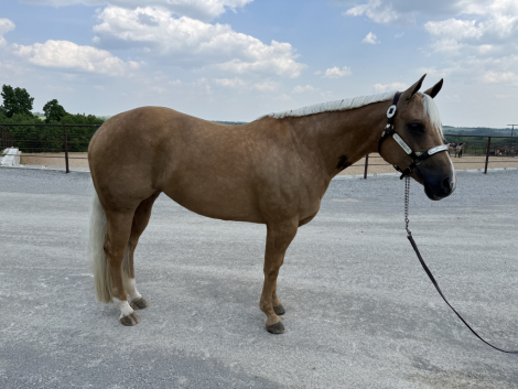 HorseID: 2296177 WHO INVITEDTHEBLONDE - PhotoID: 1076280