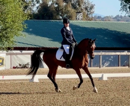 HorseID: 2296205 Marxx - PhotoID: 1076338