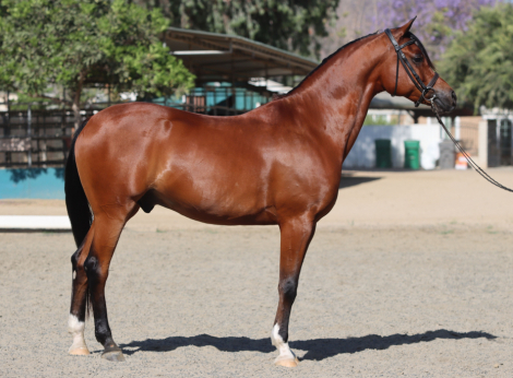 HorseID: 2296205 Marxx - PhotoID: 1076339