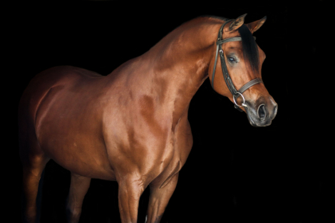 HorseID: 2296205 Marxx - PhotoID: 1076340