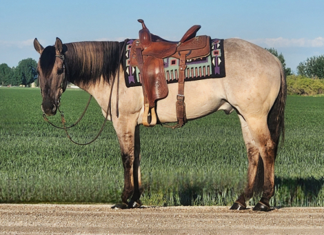 HorseID: 2296207 BODACIOUS BABALOOEY - PhotoID: 1076341