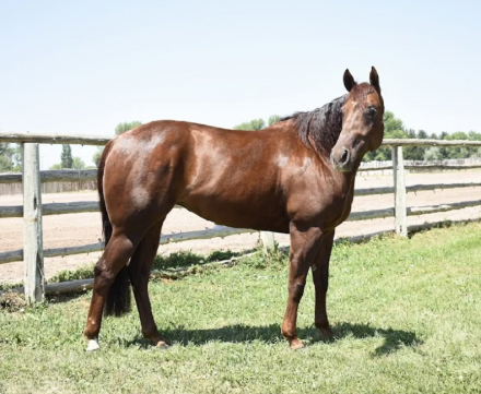 HorseID: 2296272 MY VOODOO STAR - PhotoID: 1076427