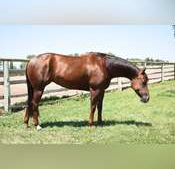 HorseID: 2296272 MY VOODOO STAR - PhotoID: 1076428