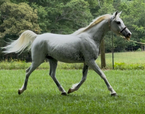 HorseID: 2296291 Neighomi - PhotoID: 1077528