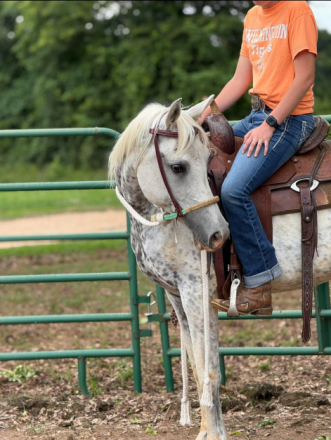 HorseID: 2296291 Neighomi - PhotoID: 1077529