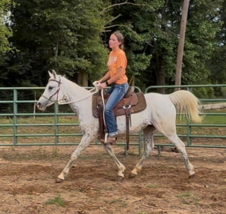 HorseID: 2296291 Neighomi - PhotoID: 1077530