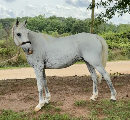 HorseID: 2296291 Neighomi - PhotoID: 1077531