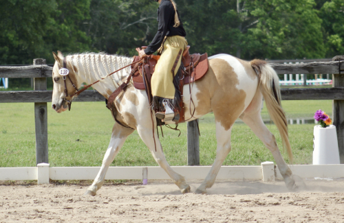 HorseID: 2296331 Diaman H QTSGold Zion - PhotoID: 1076514