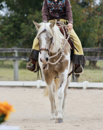 HorseID: 2296331 Diaman H QTSGold Zion - PhotoID: 1076515