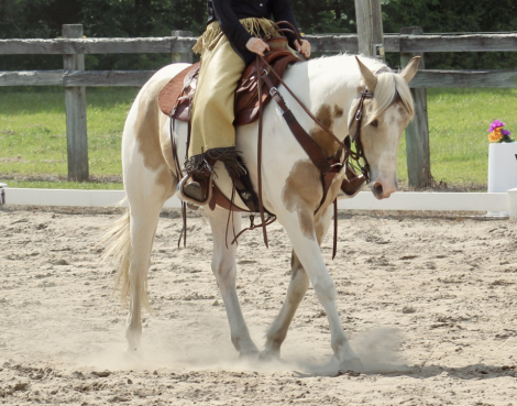 HorseID: 2296331 Diaman H QTSGold Zion - PhotoID: 1076516