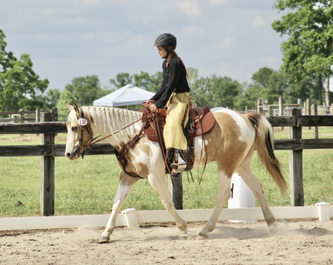 HorseID: 2296331 Diaman H QTSGold Zion - PhotoID: 1076517