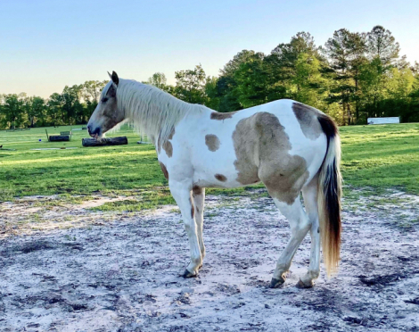 HorseID: 2296331 Diaman H QTSGold Zion - PhotoID: 1076518