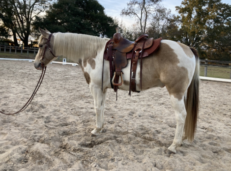 HorseID: 2296331 Diaman H QTSGold Zion - PhotoID: 1076519