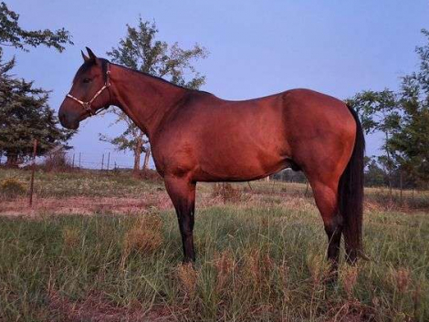 HorseID: 2296332 LAKOTA PLAYBOY LENA - PhotoID: 1076481