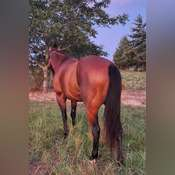 HorseID: 2296332 LAKOTA PLAYBOY LENA - PhotoID: 1076483