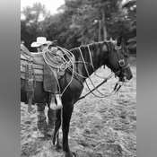 HorseID: 2296332 LAKOTA PLAYBOY LENA - PhotoID: 1076484