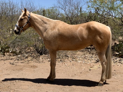 HorseID: 2296338 MPH Smokin Hot Spark - PhotoID: 1076504